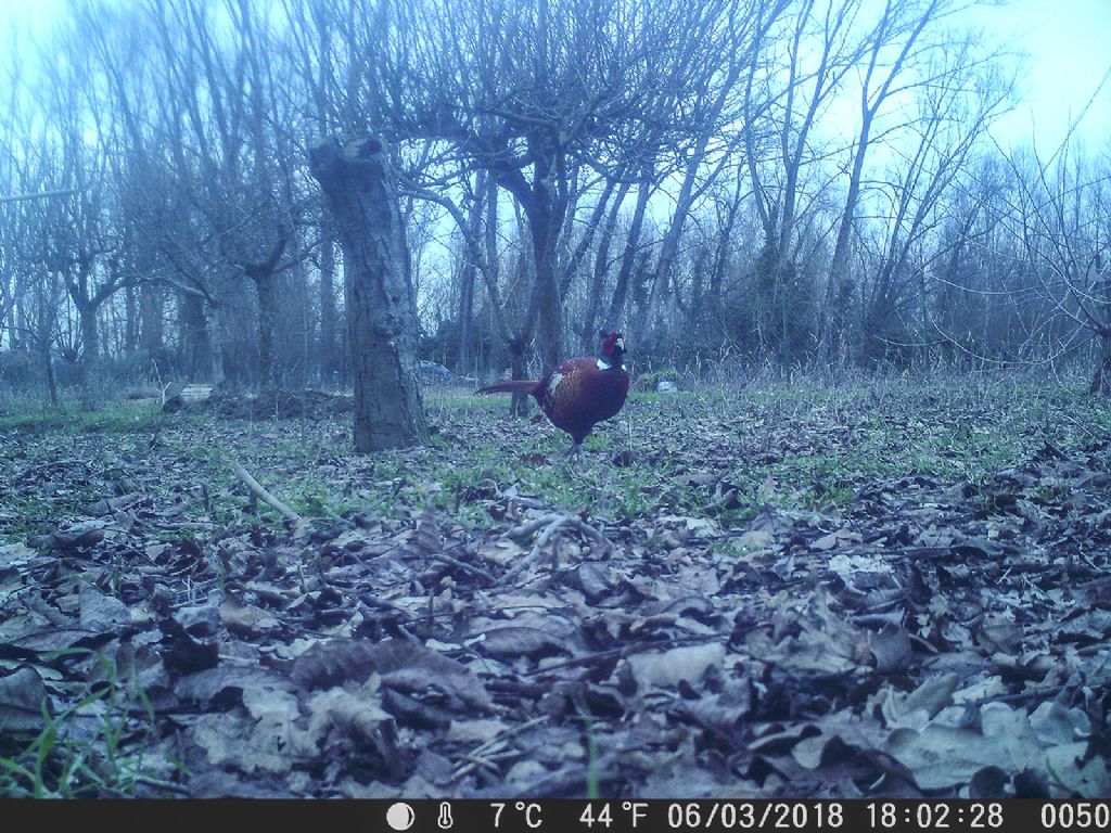 Fagiano (Phasianus colchicus) - fototrappola